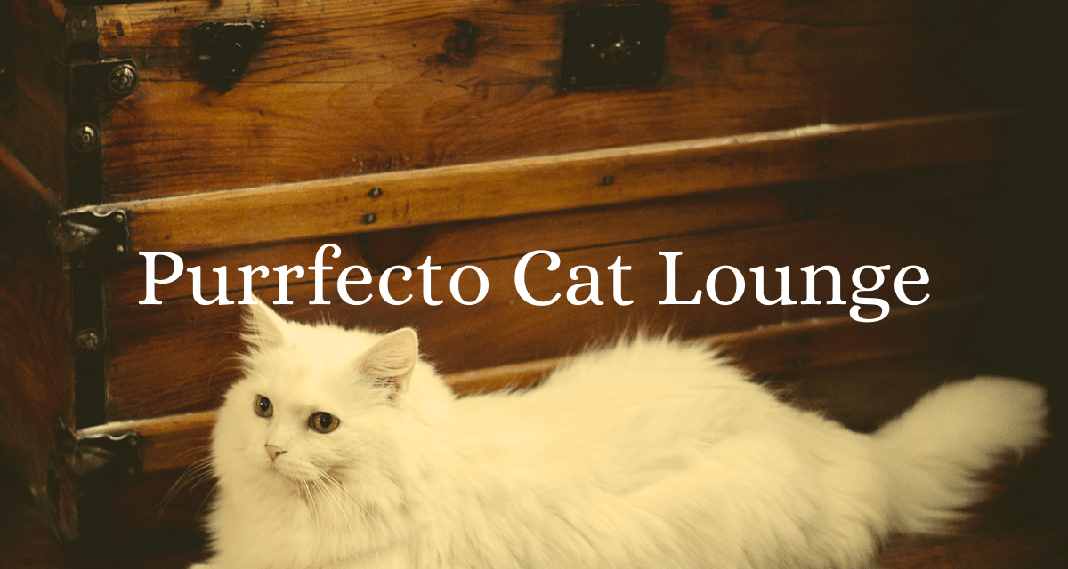 Purrfecto Cat Lounge