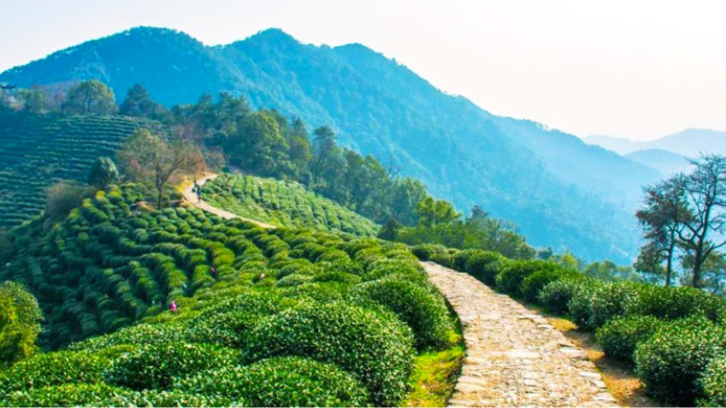 Longjing Tea Plantations