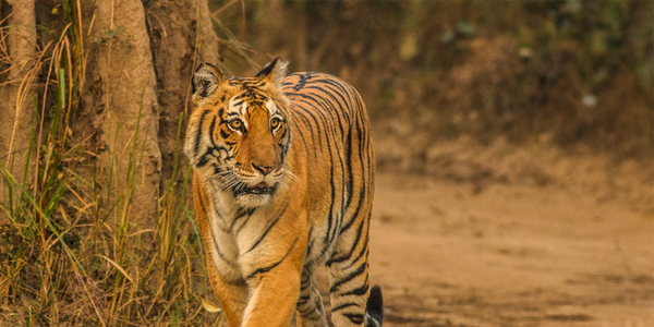 Jim Corbett National Park