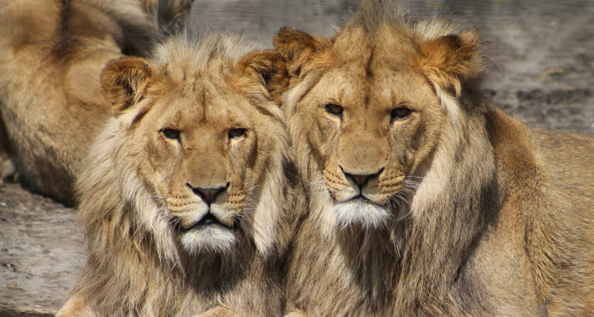 Mumbai Zoo