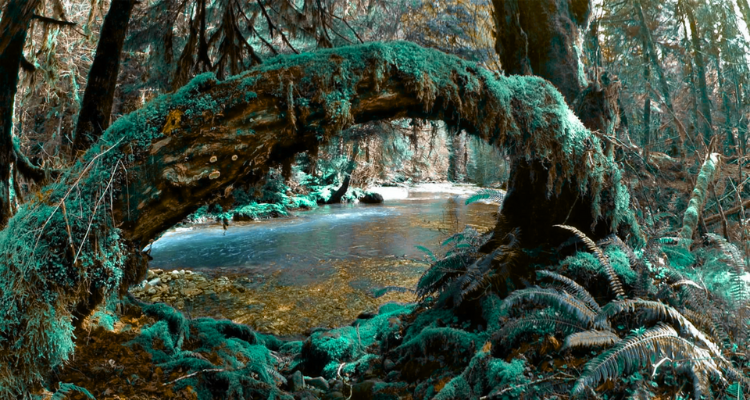 Olympic National Park