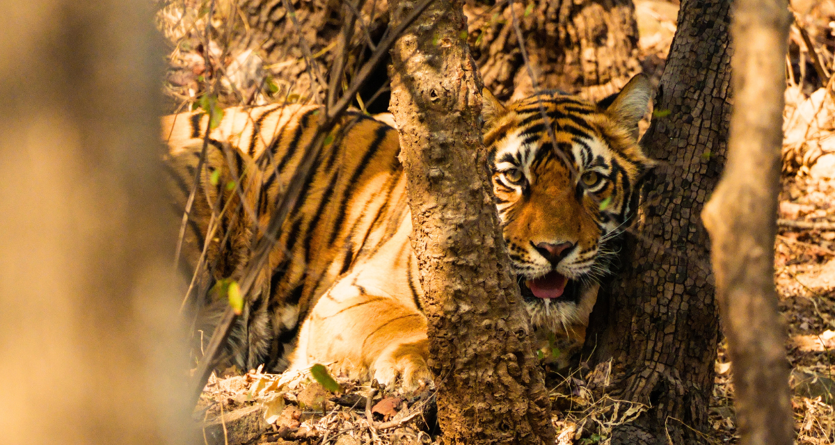 Ranthambore