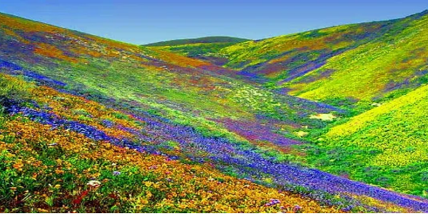 Valley of Flowers