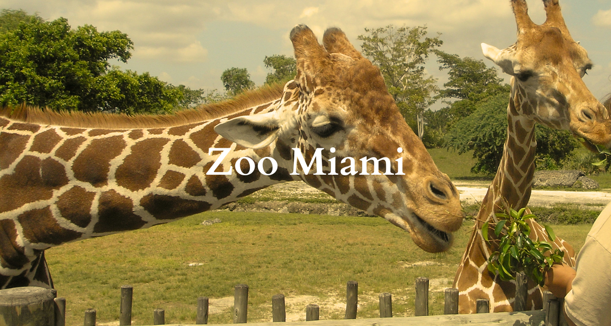 Zoo Miami