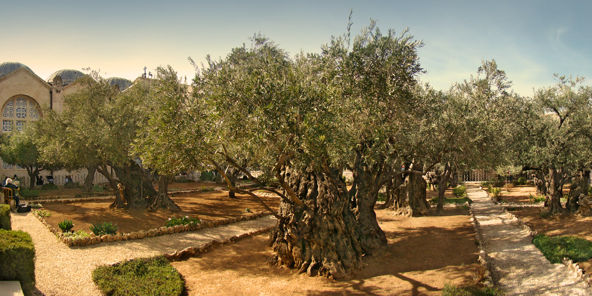 Garden of Gethsemane