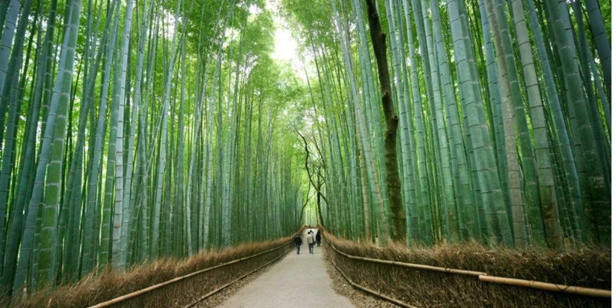 Arashiyama