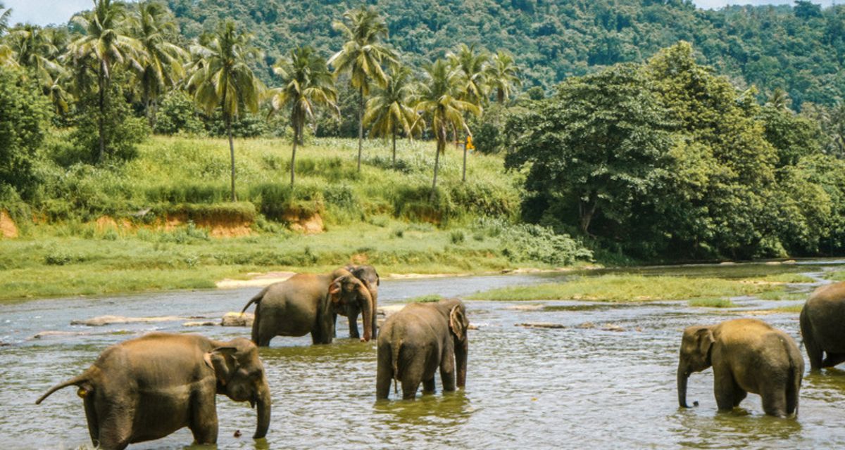 Ras Al Khor Wildlife Sanctuary