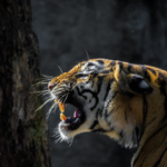 Why Jim Corbett National Park is Famous