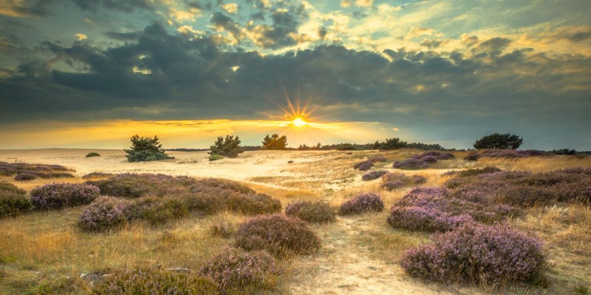 Het National Park De Hoge Veluwe