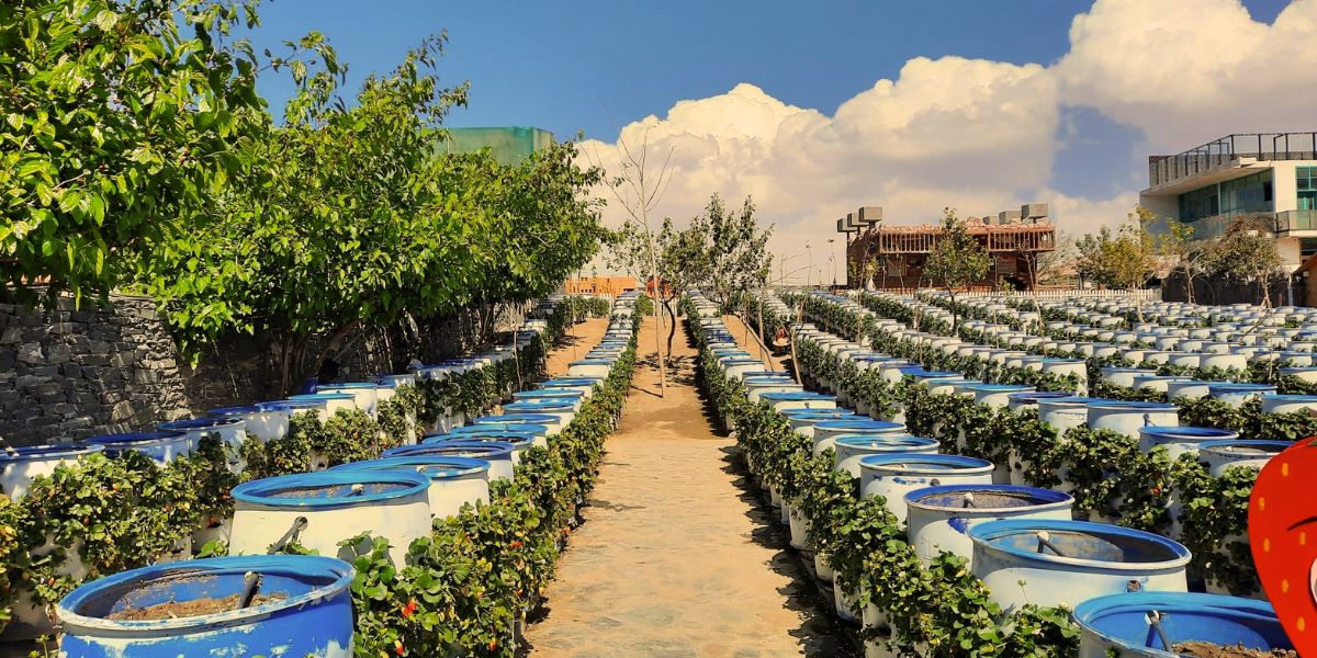 Strawberry Farm