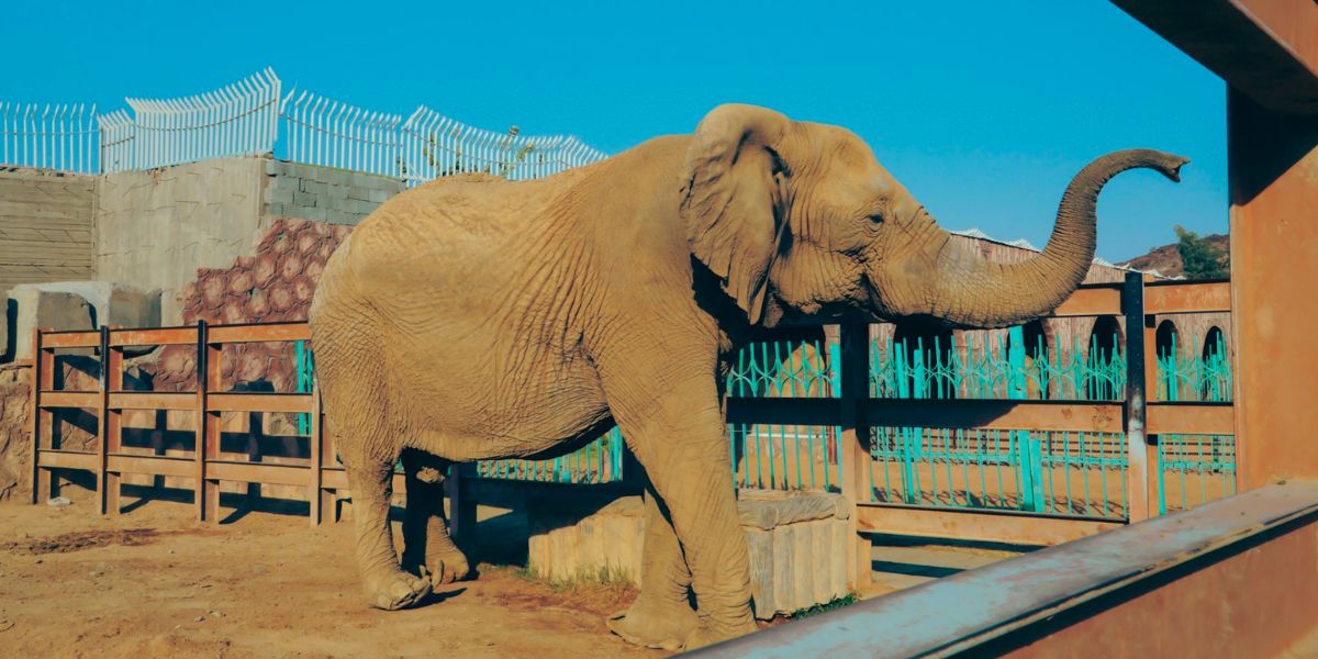 Taif Zoo