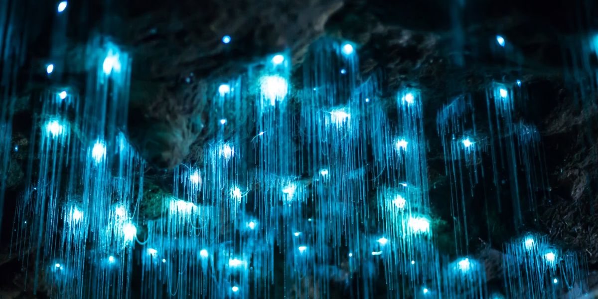 Waitomo Glowworm Caves