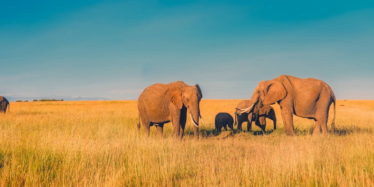 Addo National Park