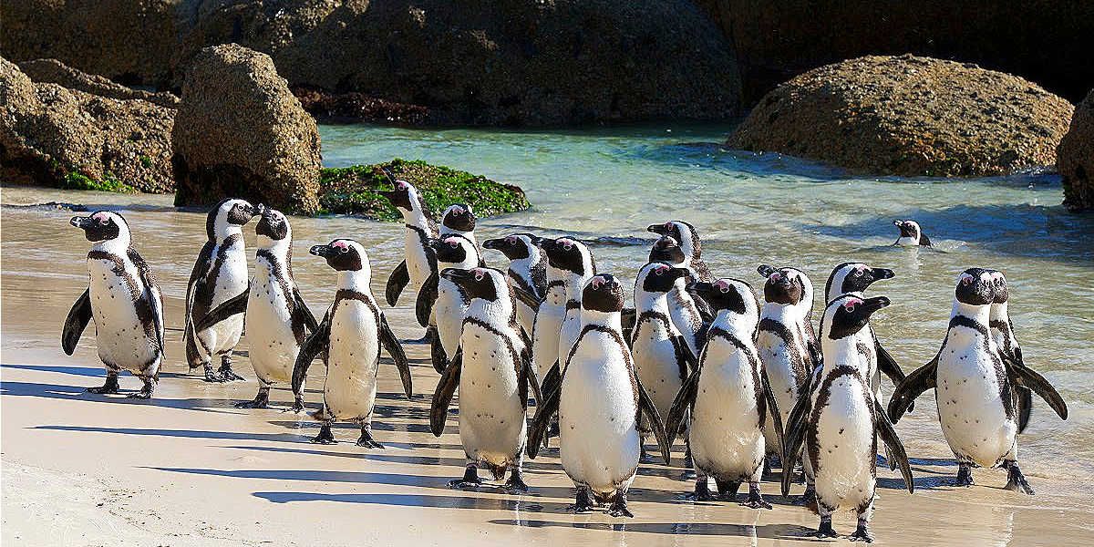 Boulders Beach