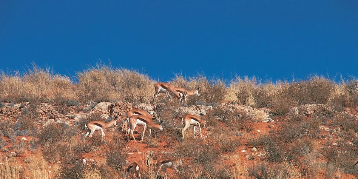 Kgalagadi National Park