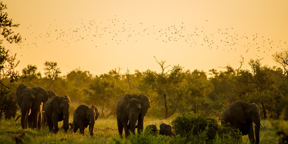 Kruger National Park