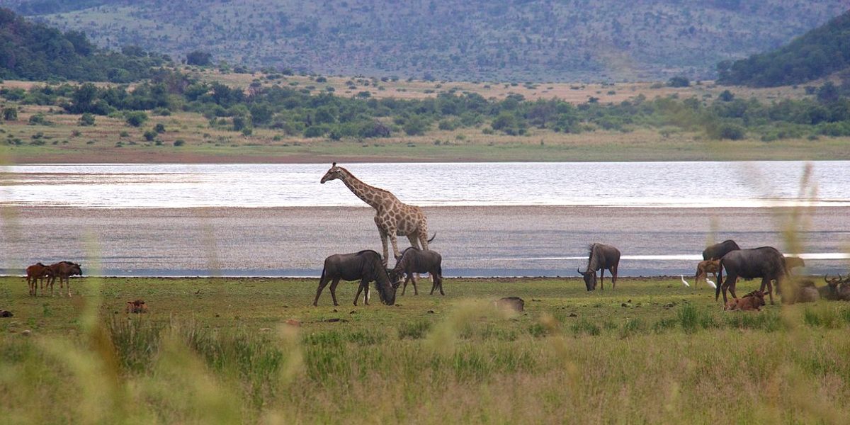 Pilanesberg National Park
