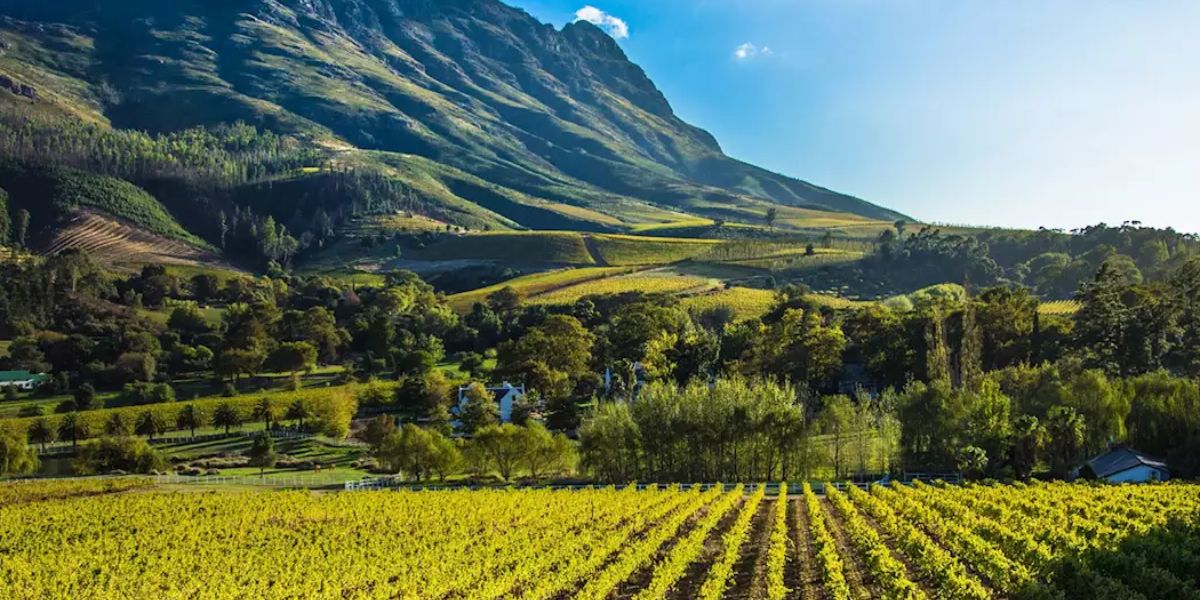 Stellenbosch