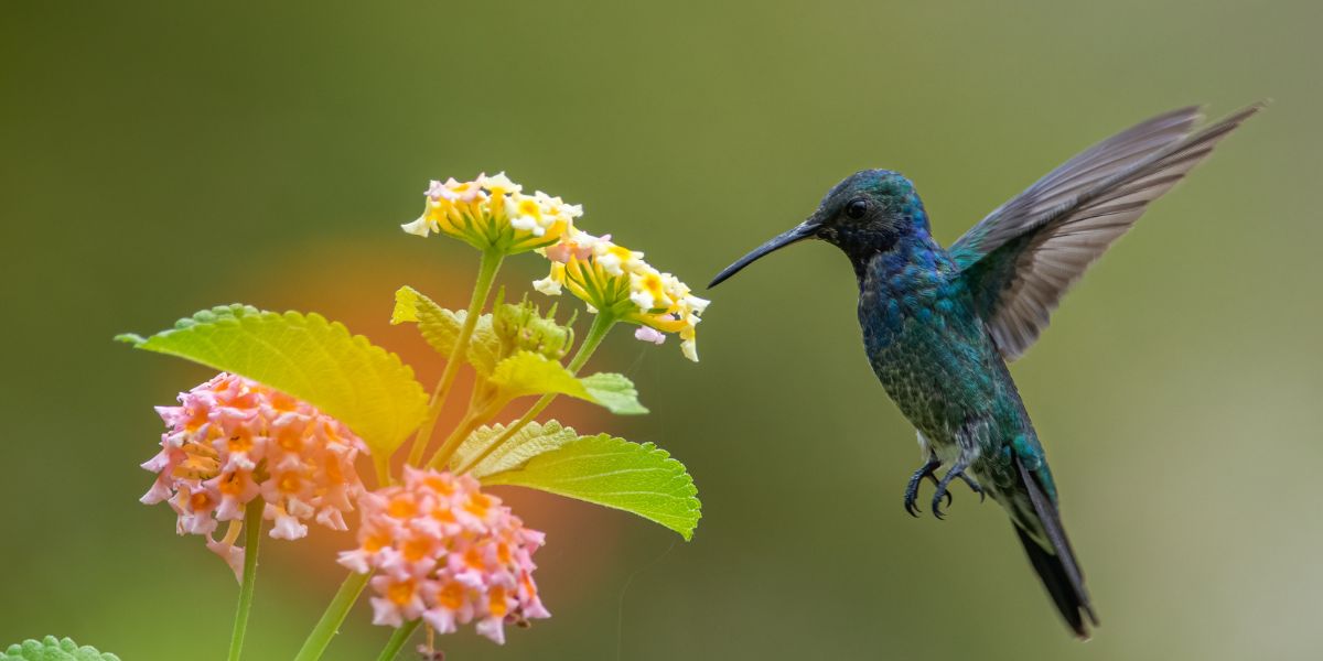 Flowers and Birds Market