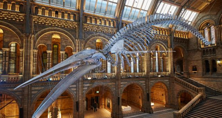 Natural History Museum